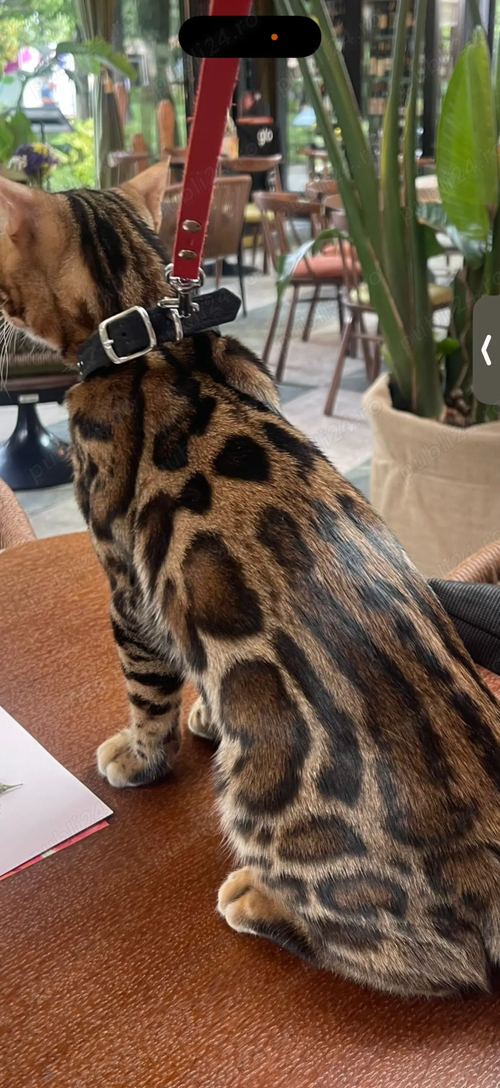 Bengal cat 