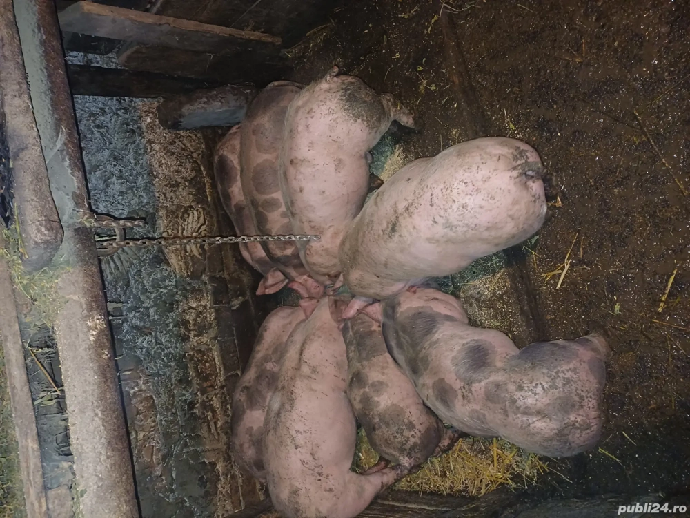 Purceii marele alb cu petrean!