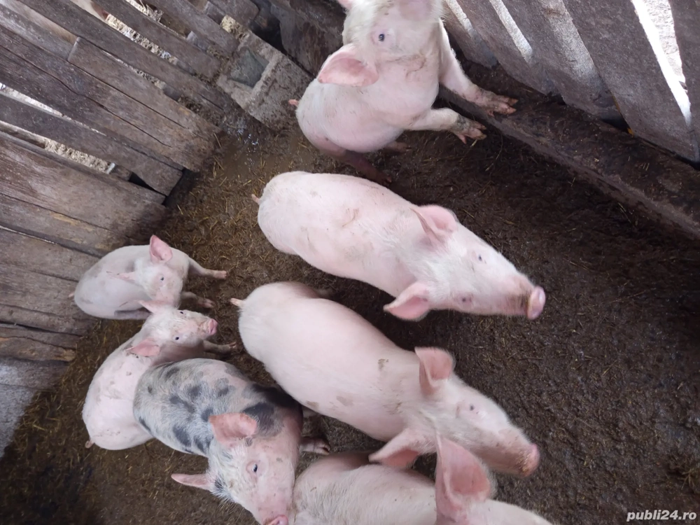 Purcei de vânzare 