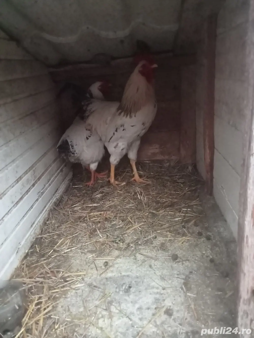 vând sau schimb 10 găini și trei cocoși cu cereale sau purcea 