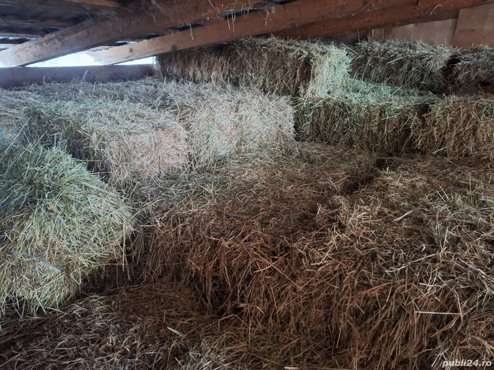 Baloti de lucerna cu fan jumate jumate