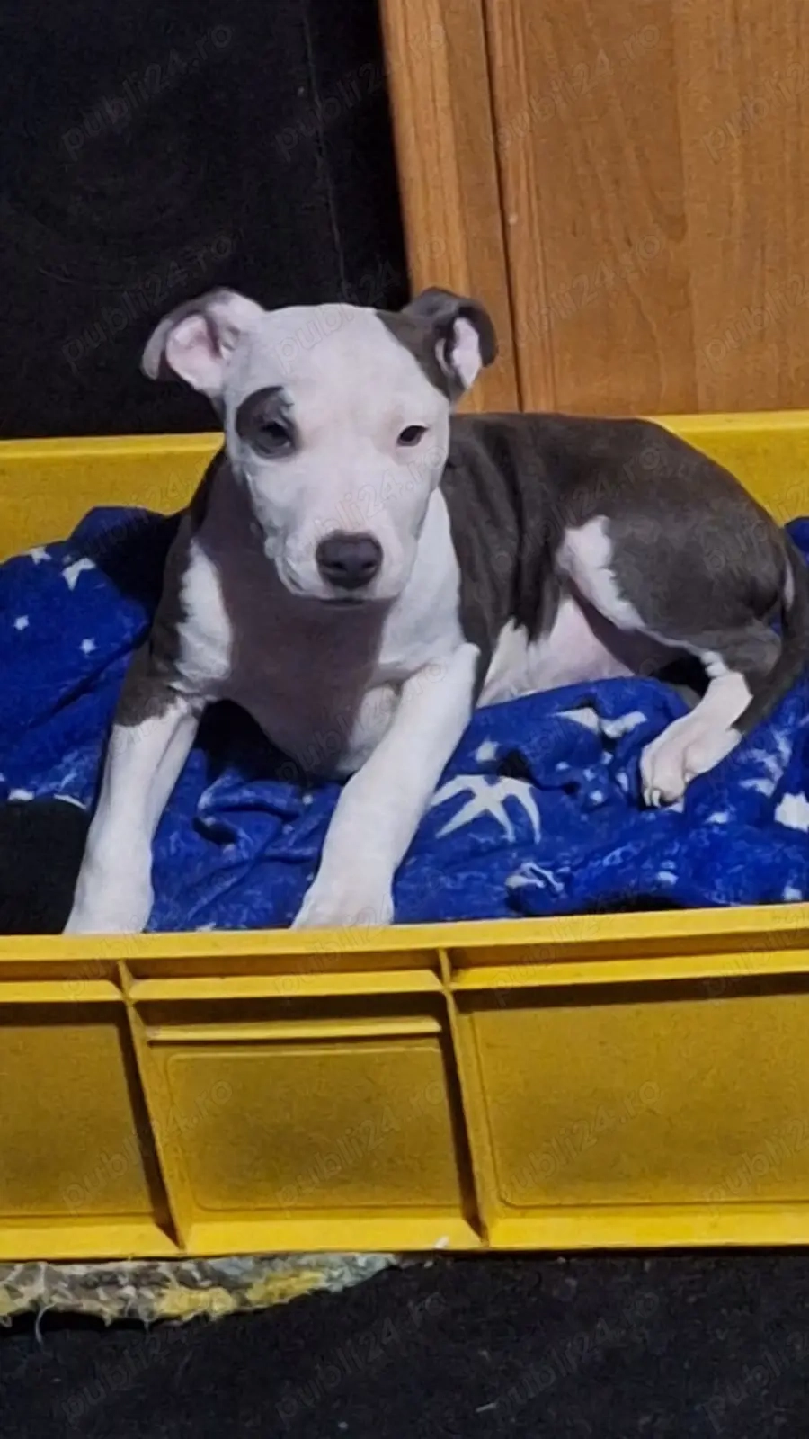 Vând cățel amstaff 