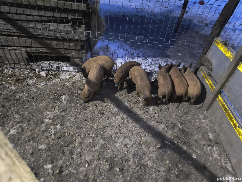 Vând purcei Mangalița