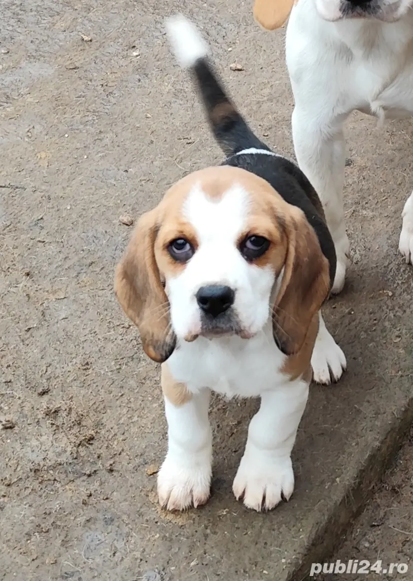 Cățelusa Beagle 3 luni caută stăpâni iubitori 