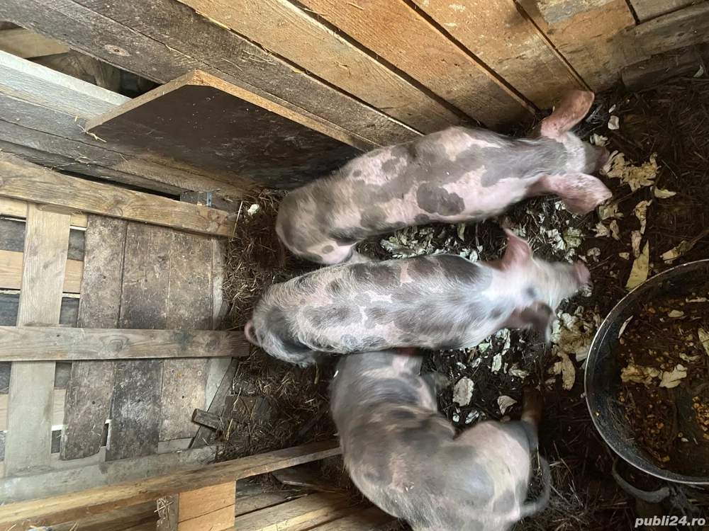 Vând porci rasa pietrain 
