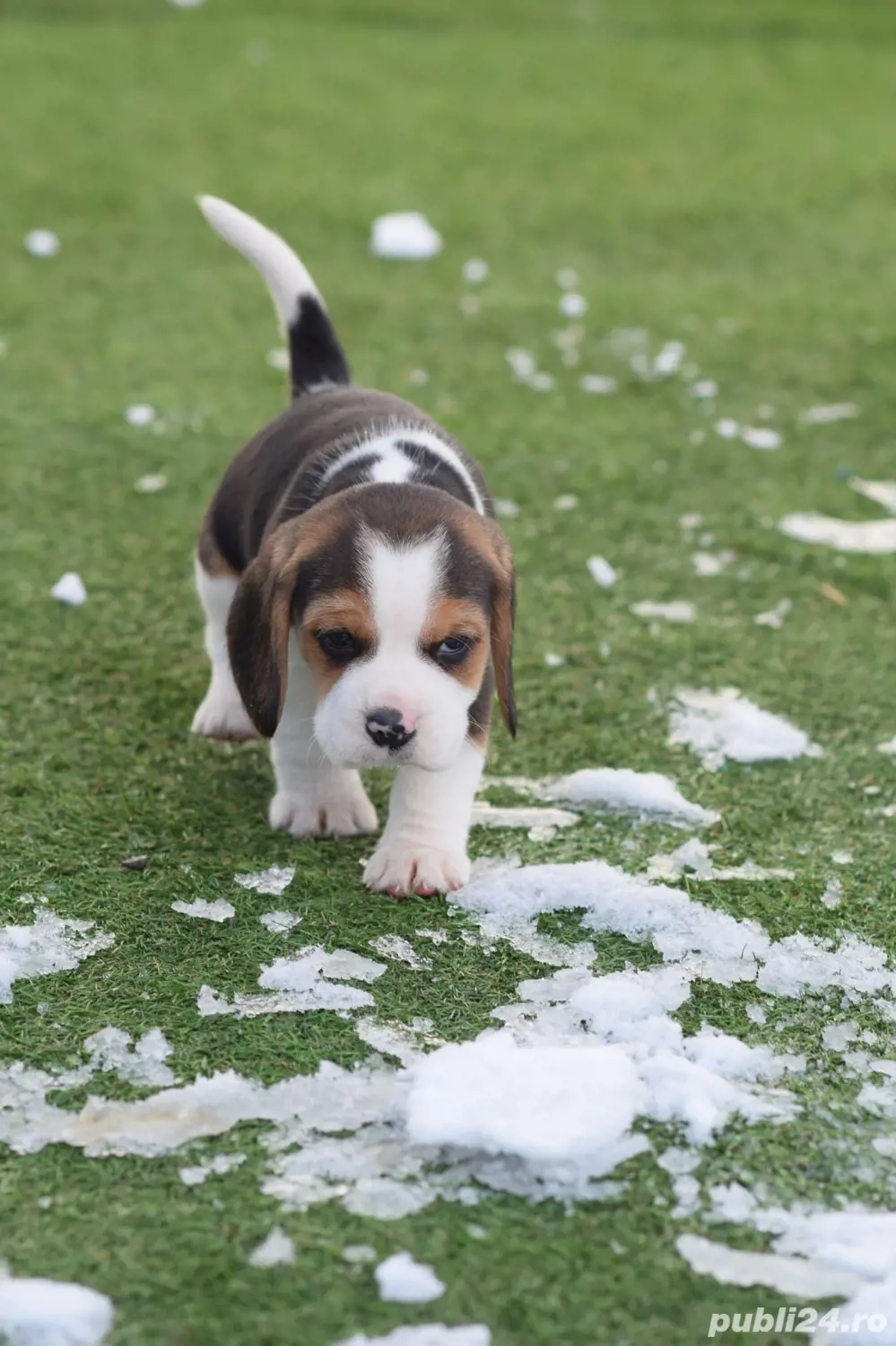 beagle tricolor mascul
