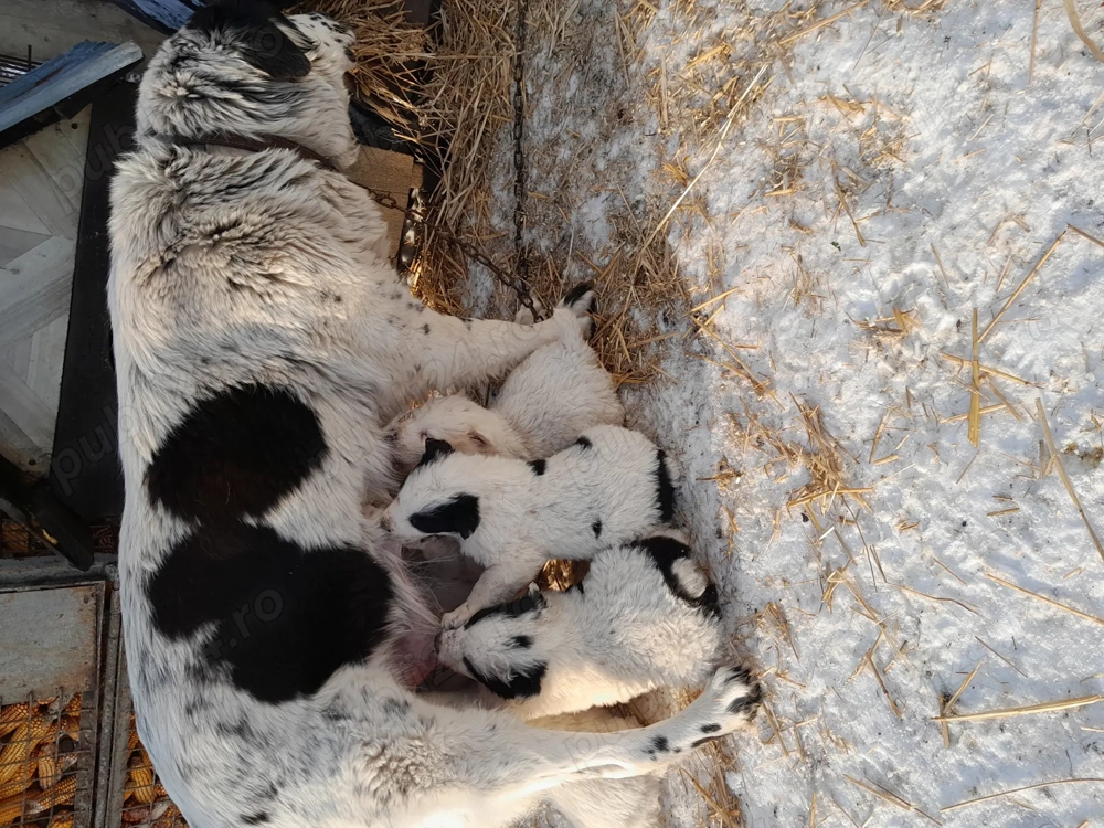 Ciobănesc de Bucovina disponibil 