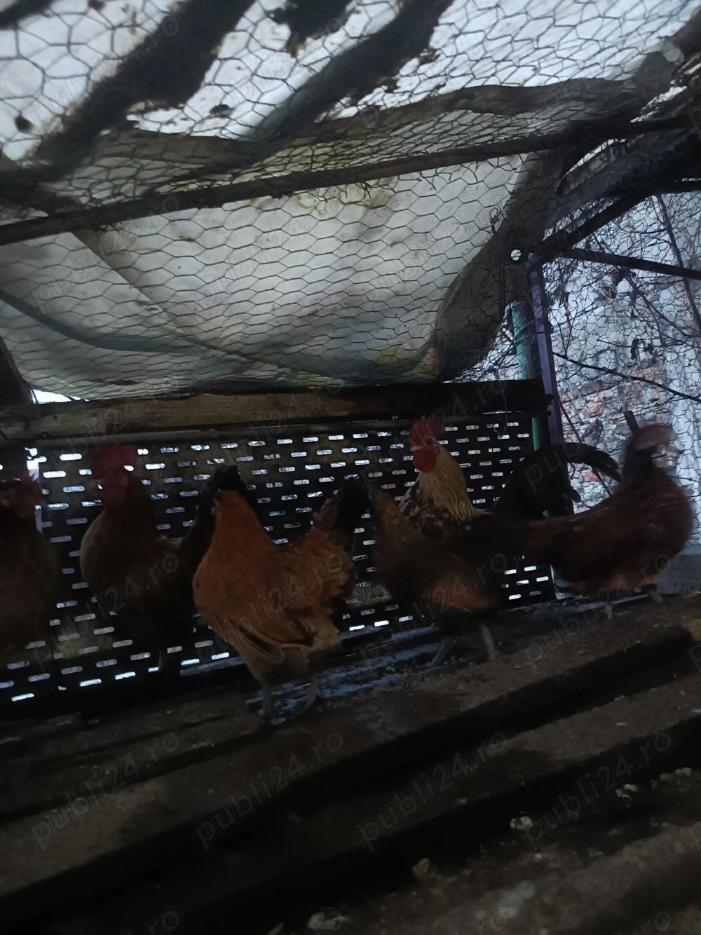 De vânzare găinușe și cocoșei pitici preț 80 perechea 