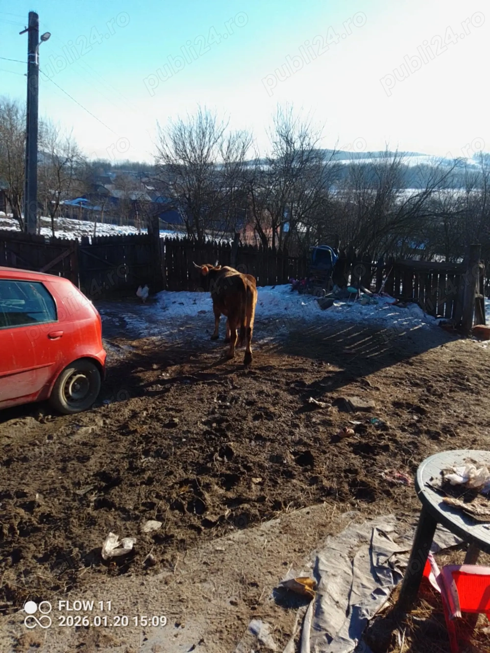 vând sau  dau la schimb cu animale 