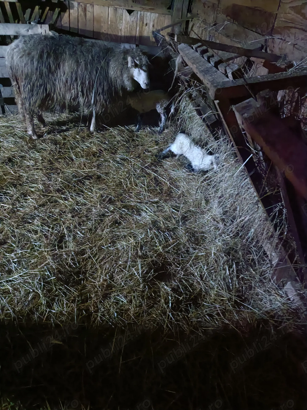 Vind oaie pentru tăiat la al 3 miel 