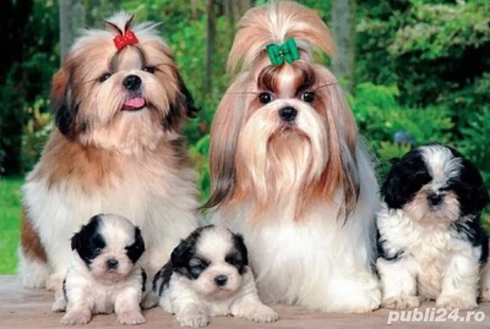 shihtzuu doua luni vaccinat