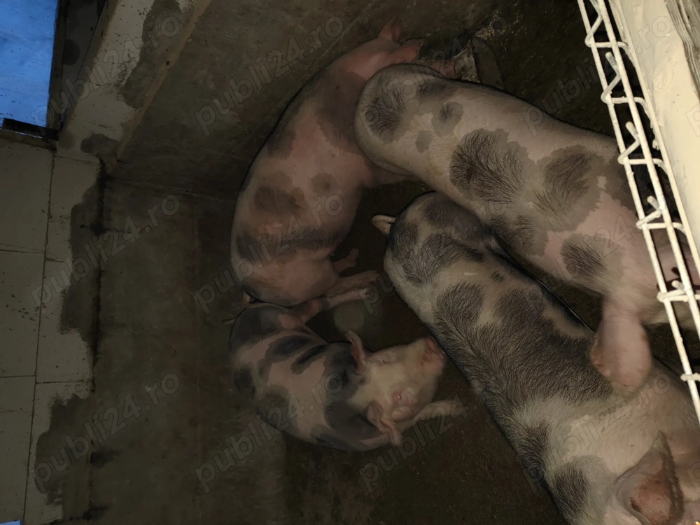 Porci pentru sacrificat 