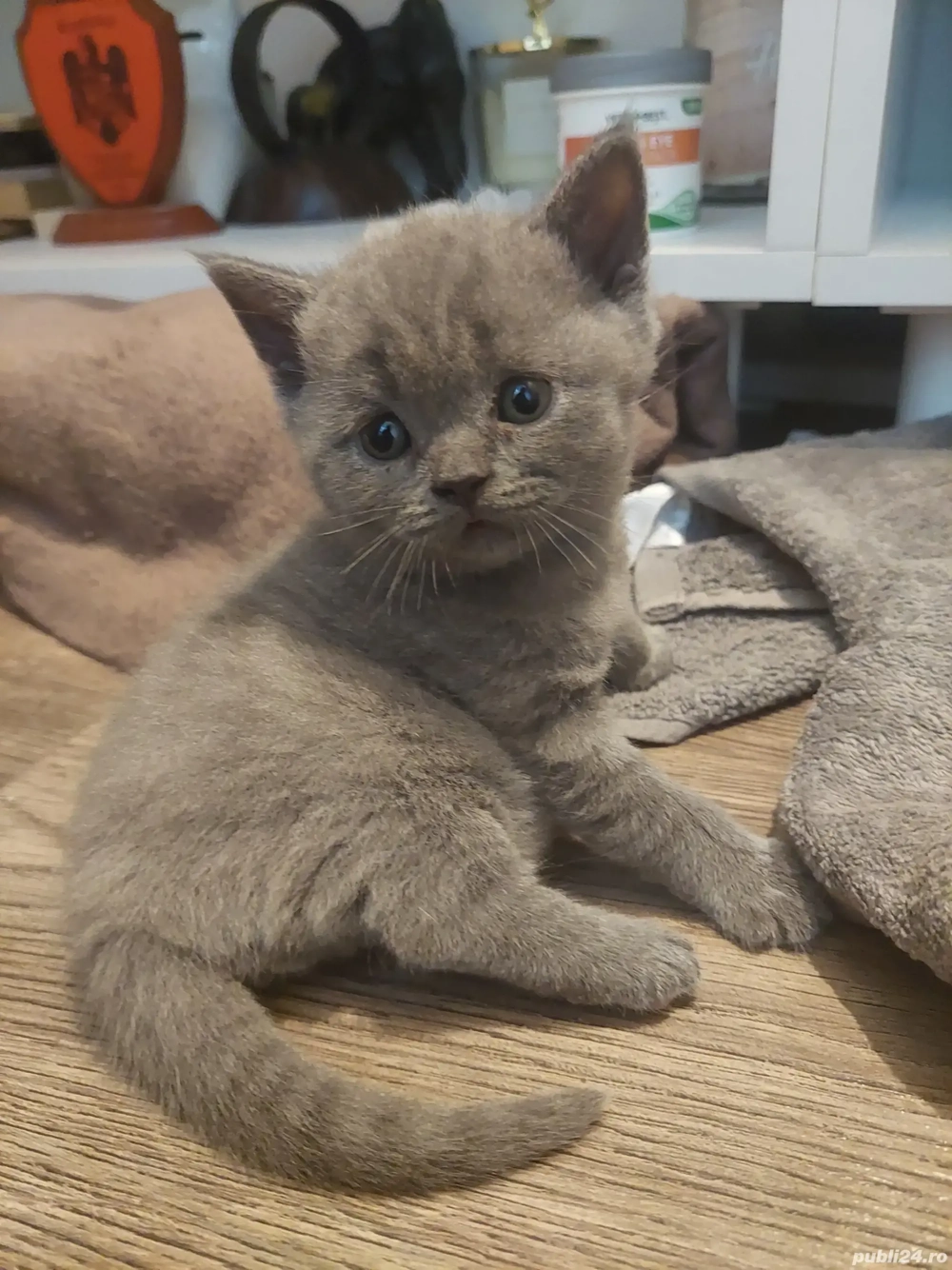 Pisici British shorthair 