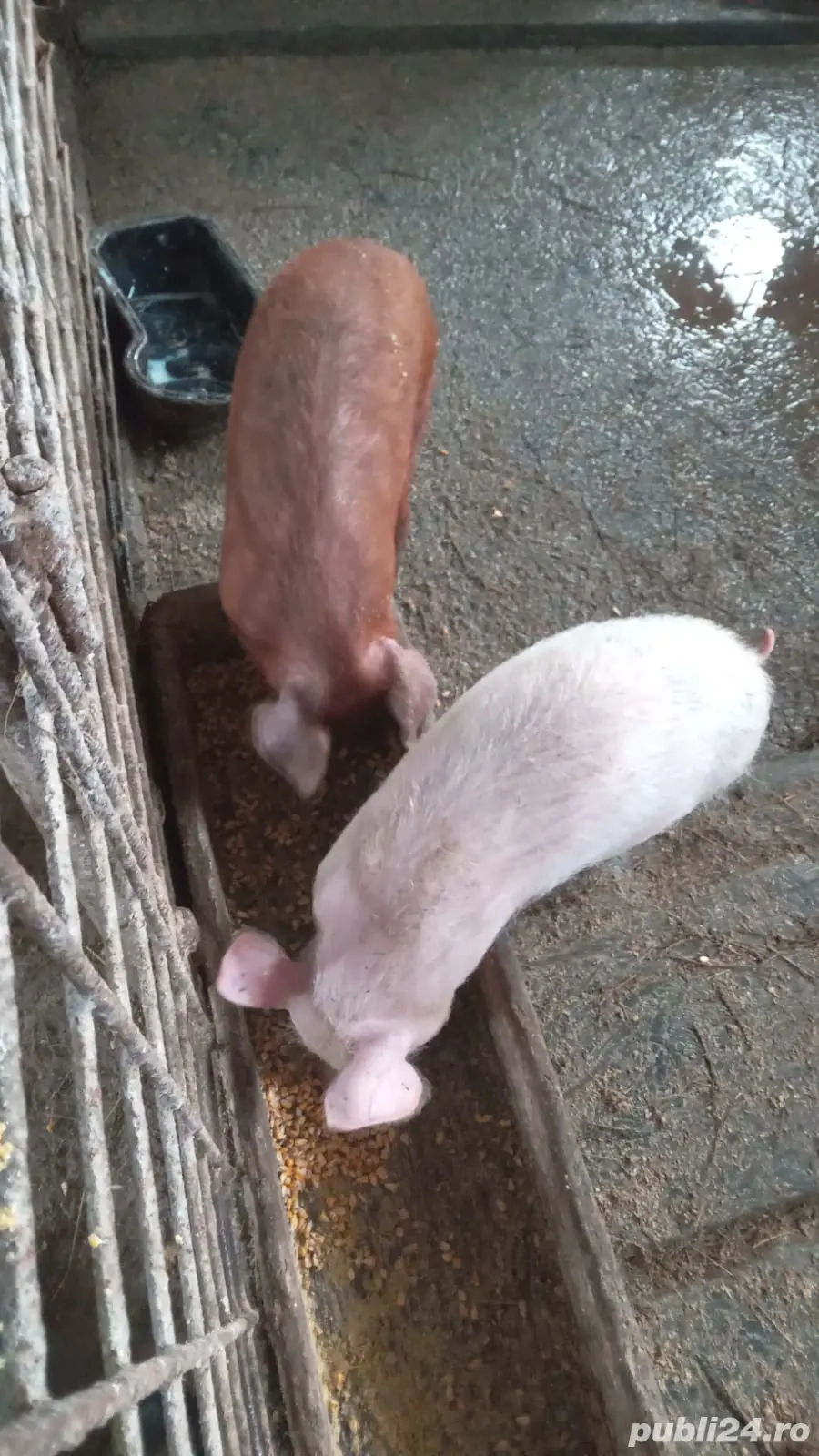 Vând 2 purcei de 12 săptămâni 