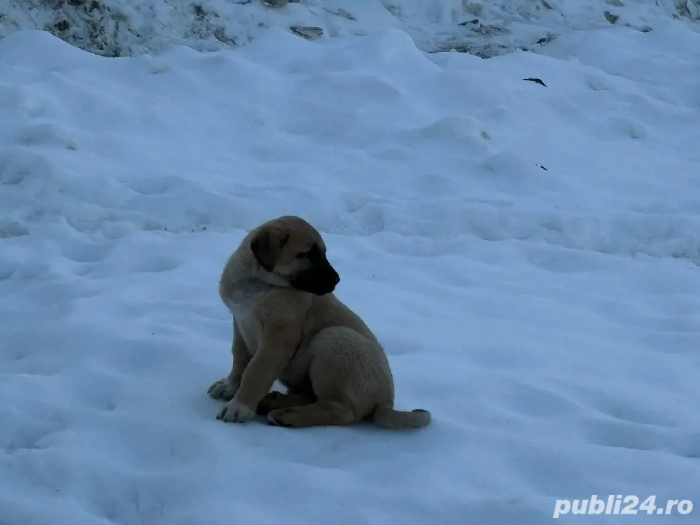De vânzare Kangal 