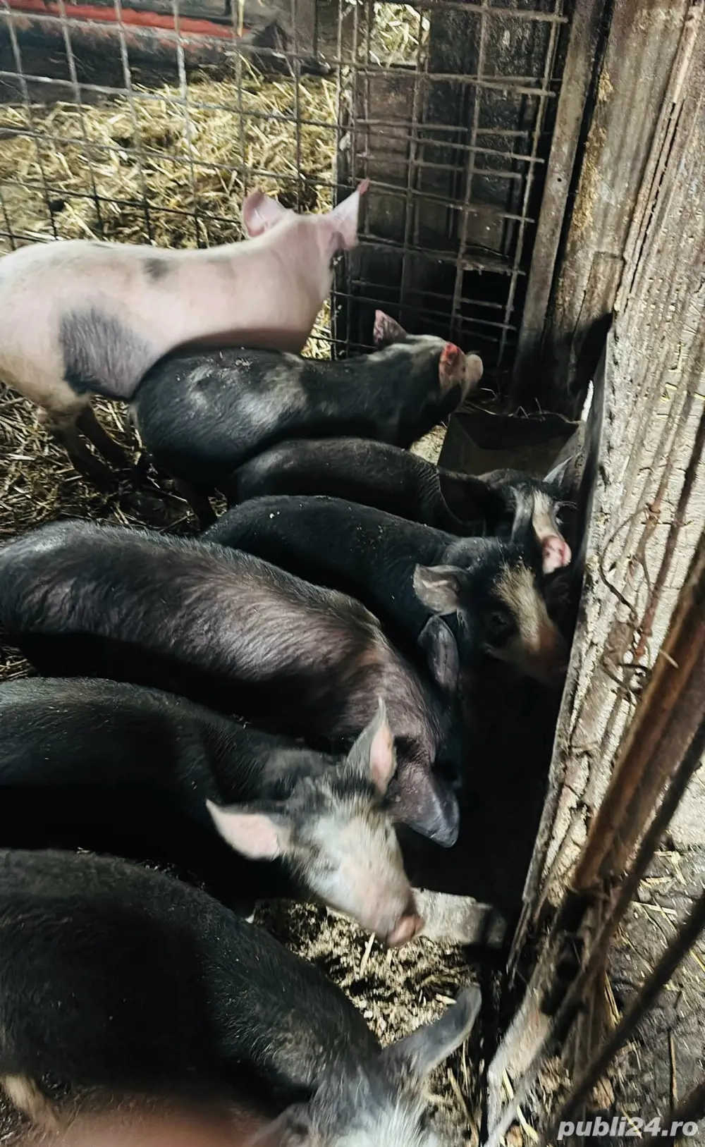 Vând purcei sănătoși, crescuți natural