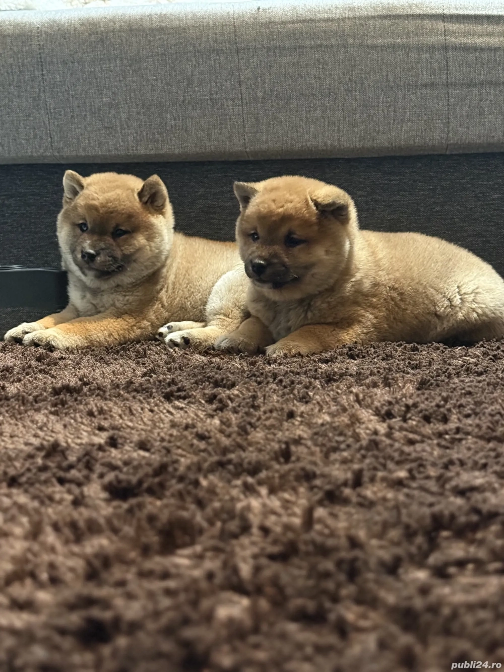 Shiba-Inu mascul si femela