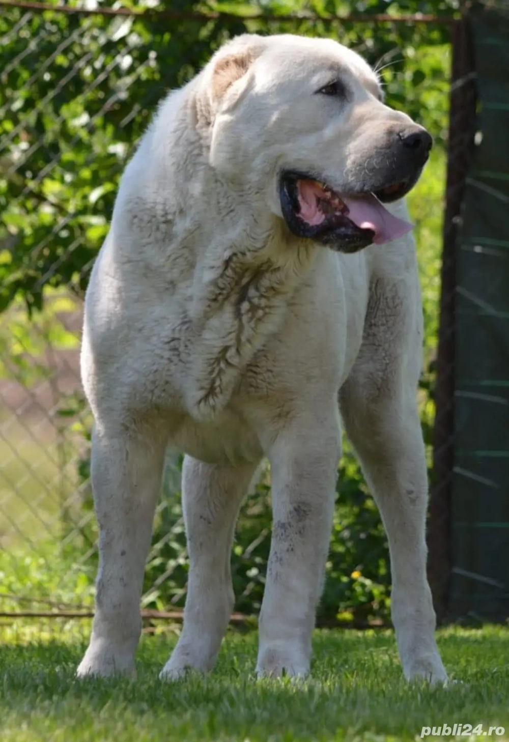 Mascul Asia  Centrala