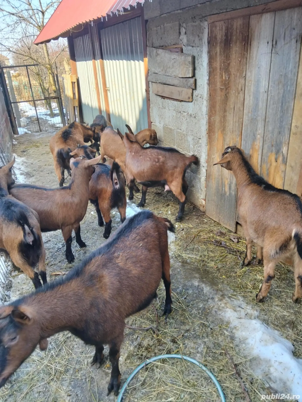 Capre alpina franceza 