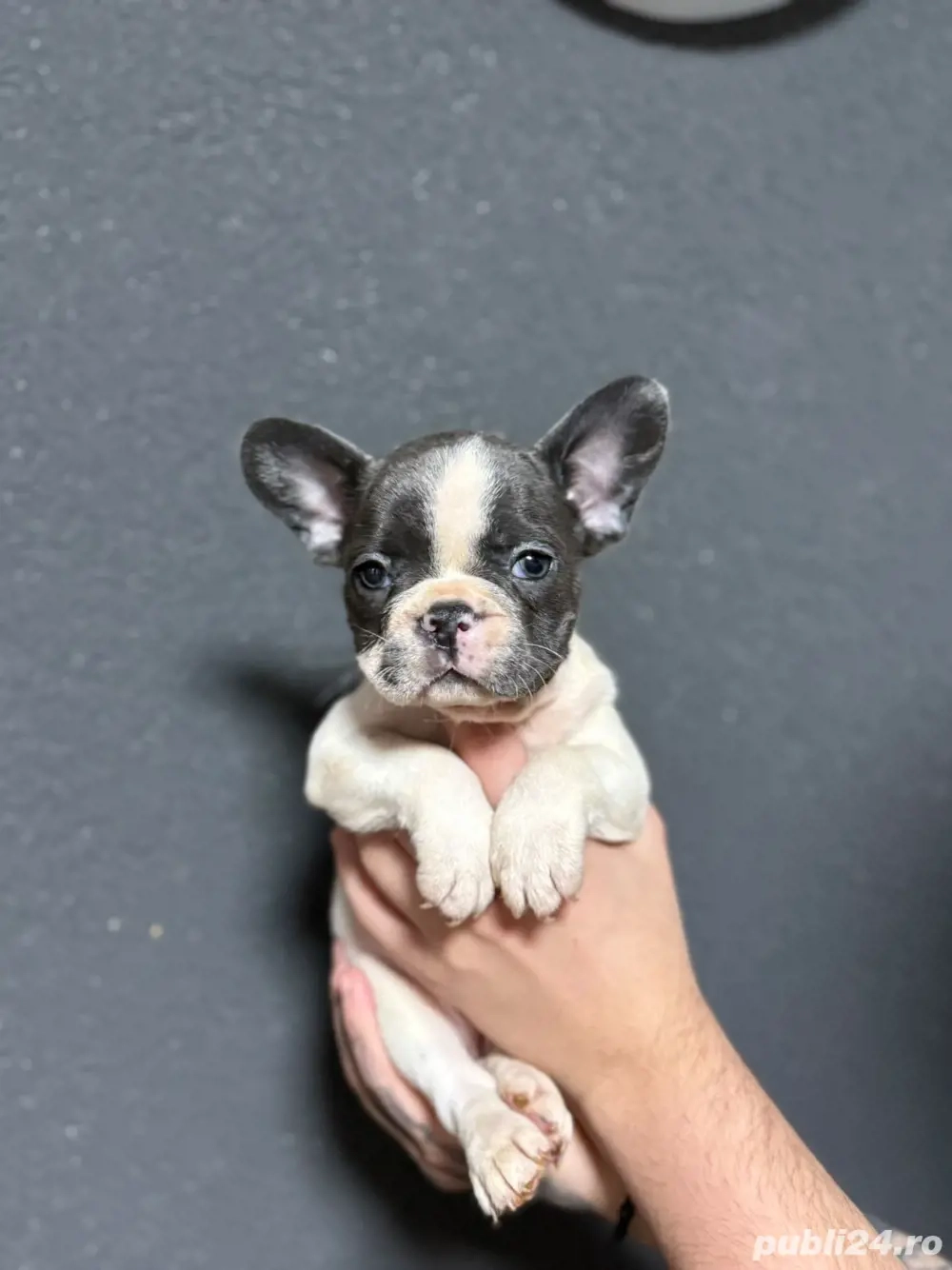 bulldog francez 6 saptamani 