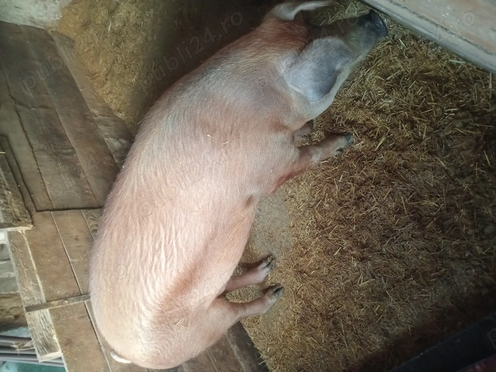 Vand porc Duroc - Chisineu Cris 200 kg