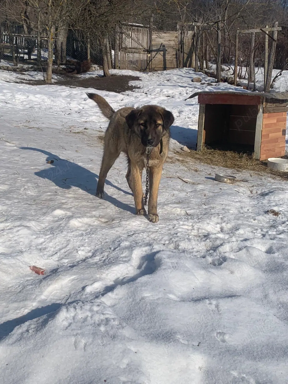 Pentru mai multe informații apelați numărul 