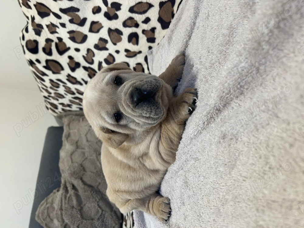 vând căței shar pei