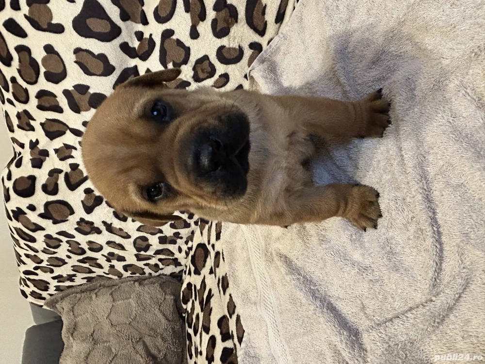 vând căței shar pei