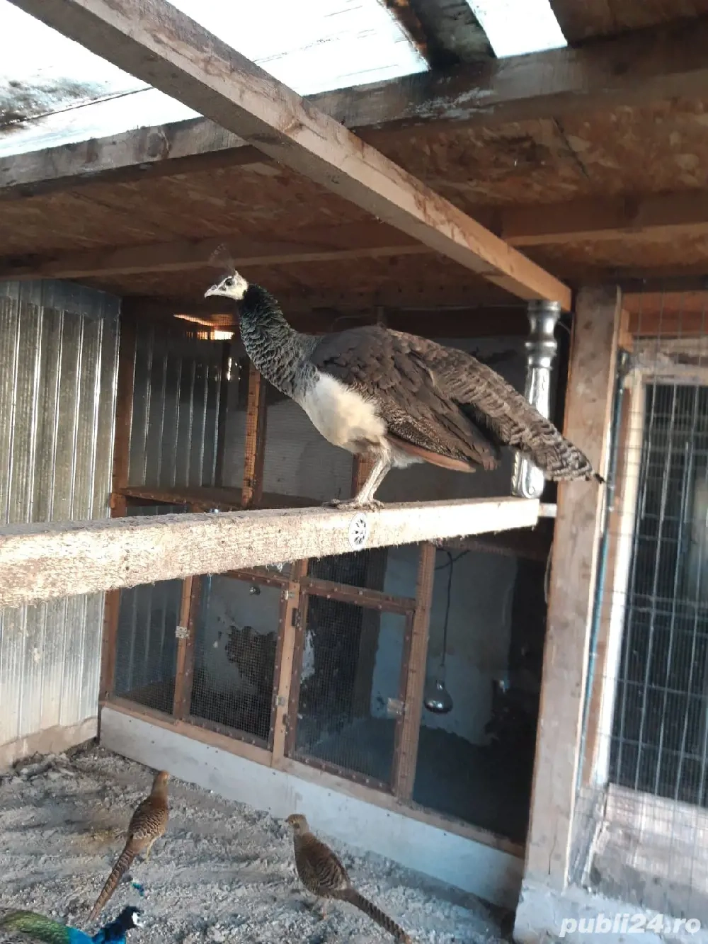 Păunițe de rasă comună