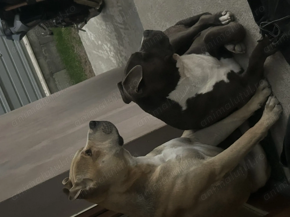 Urmeaza pui metis de tip amstaff!