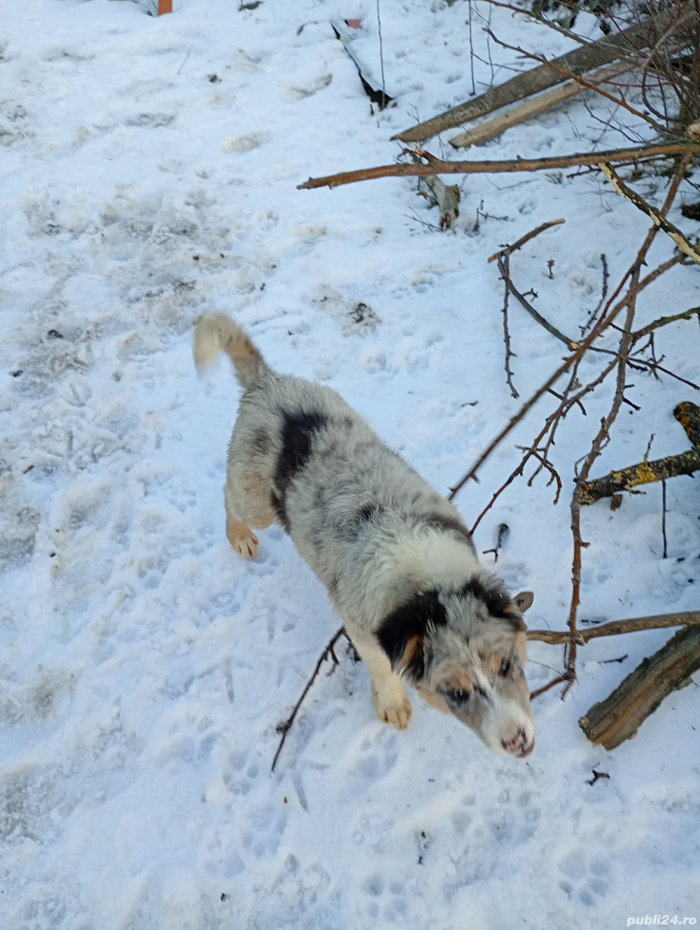 Femelă Border Collie 