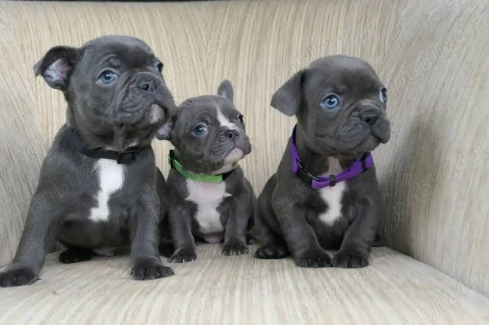 Pui drăguți de bulldog francez