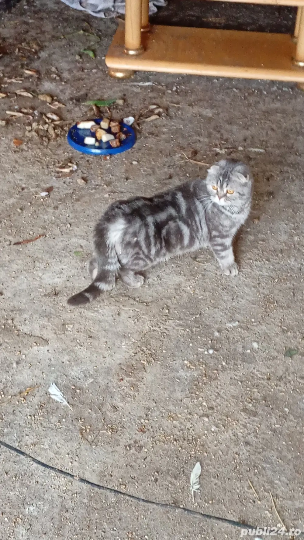 vînd femelă scottis fold