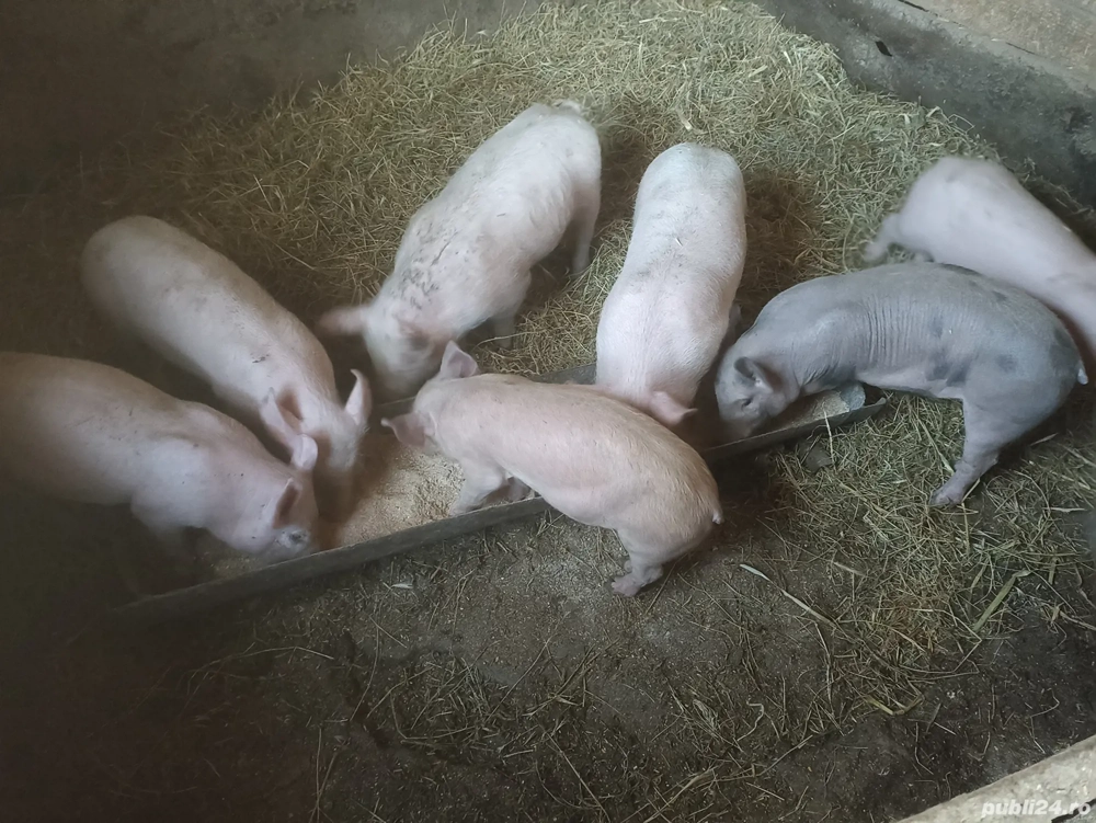 Purcei de vânzare 420 lei bucata relații la telefon  .