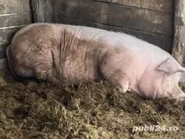 Porc 250kg+ pentru sacrificat