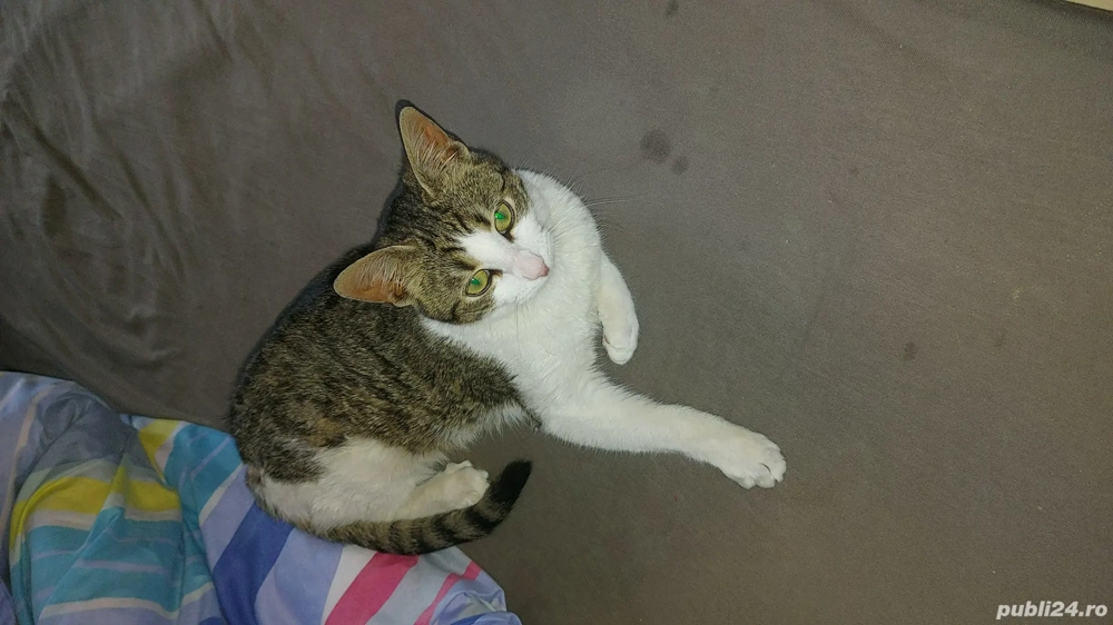 Donez motanel 6 luni