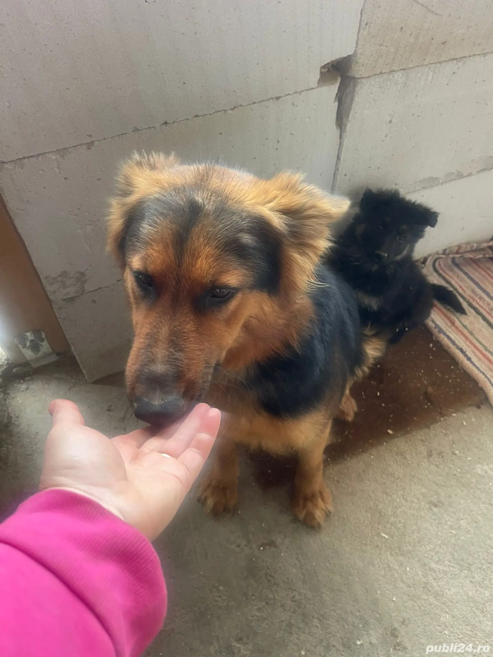 Donez femelă Ciobănesc German 3 ani