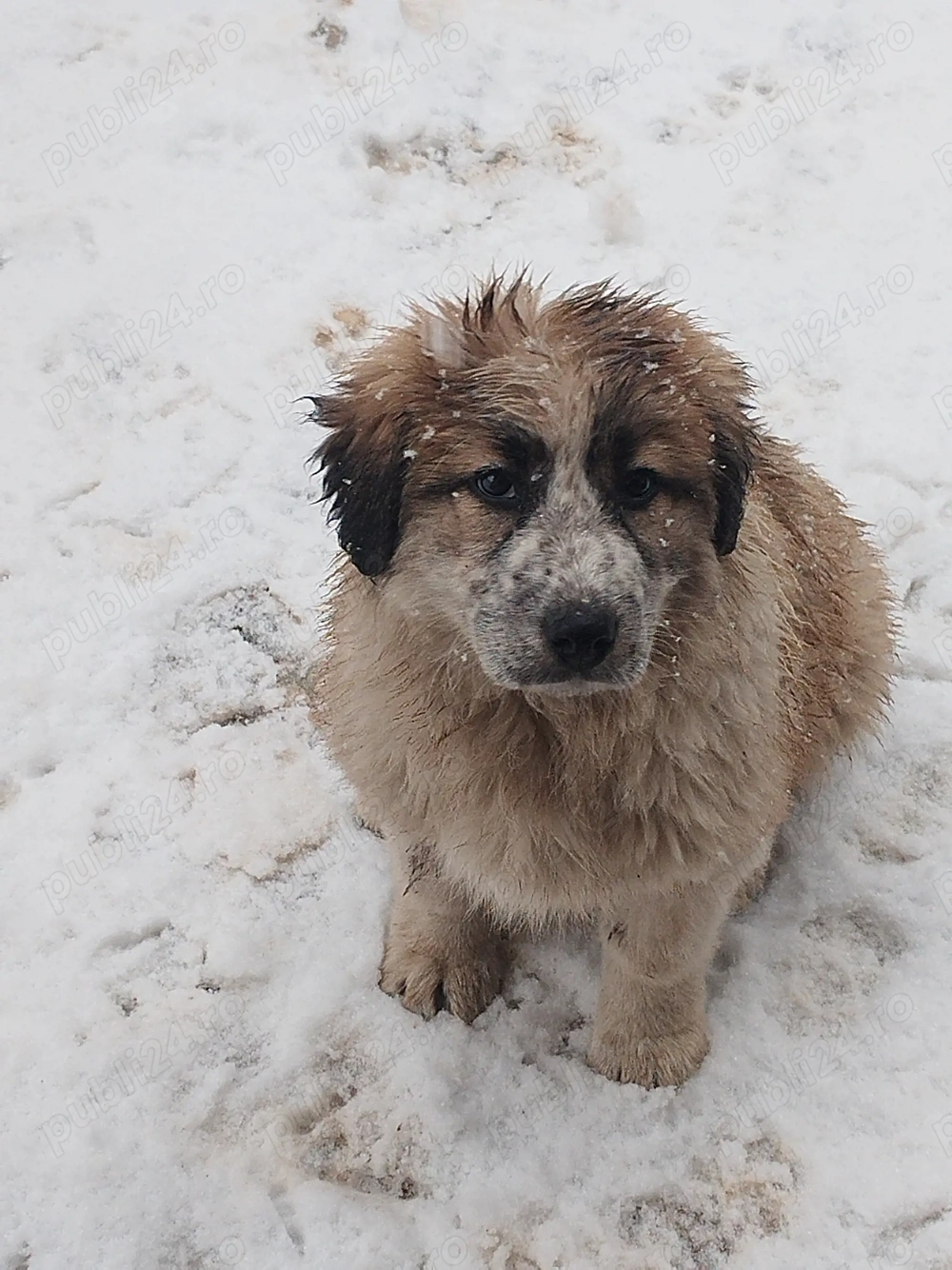 Cateluse ciobanesc Arges!