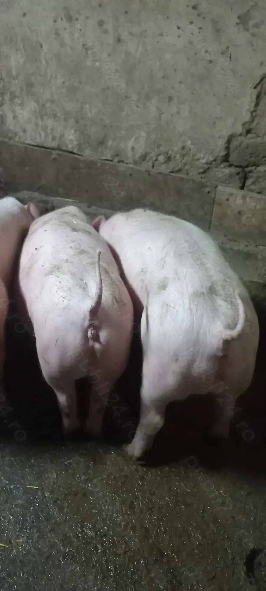 Purcei Rasa Marele Alb x Pietrain 35-40 kg Comuna Lița Teleorman Tel o733345270