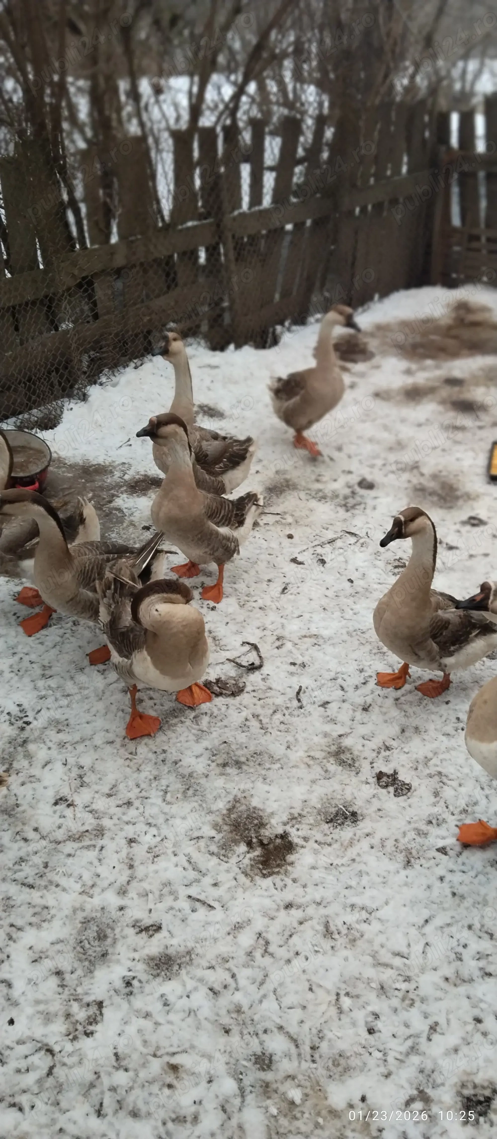 Giste Toulouse de vinzare 