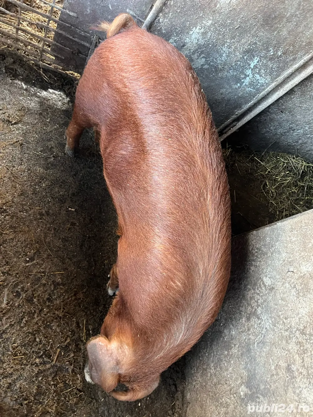 vand grasuna duroc canadian 