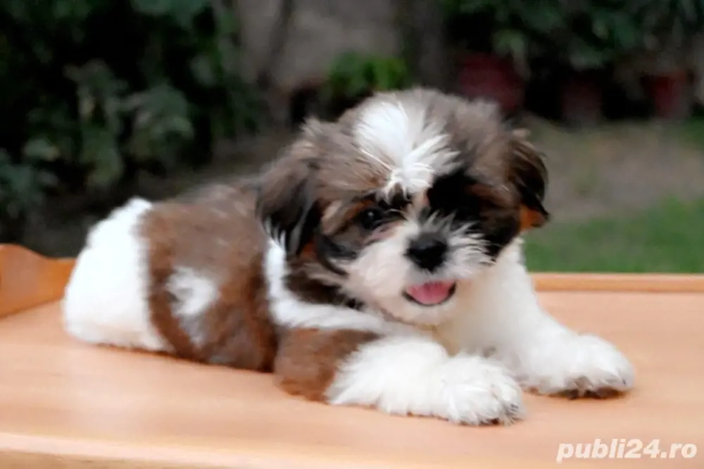 pui shihtzu 2 luni