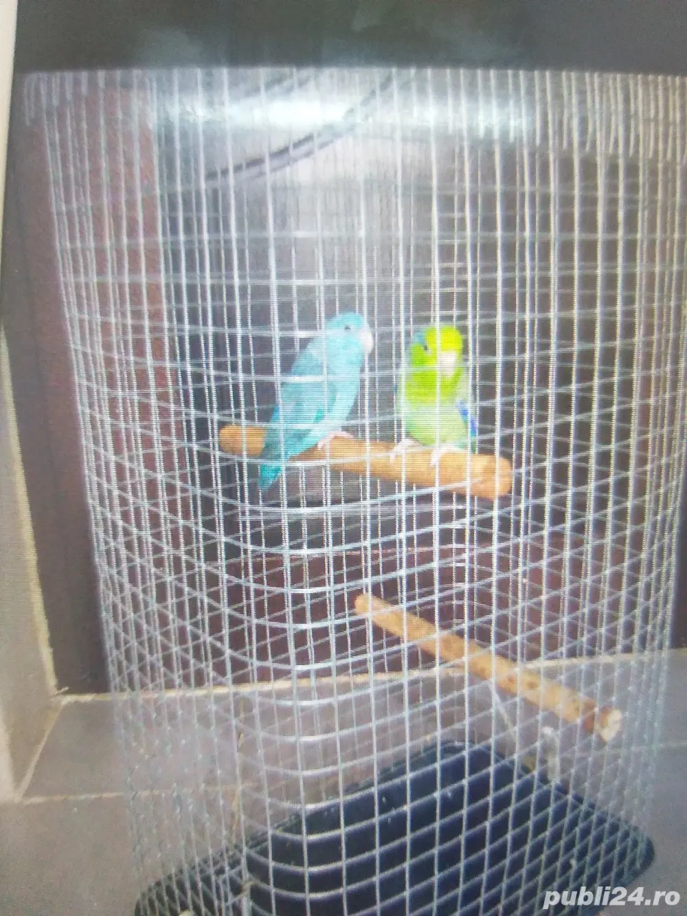 papagali pitici de Ecuador