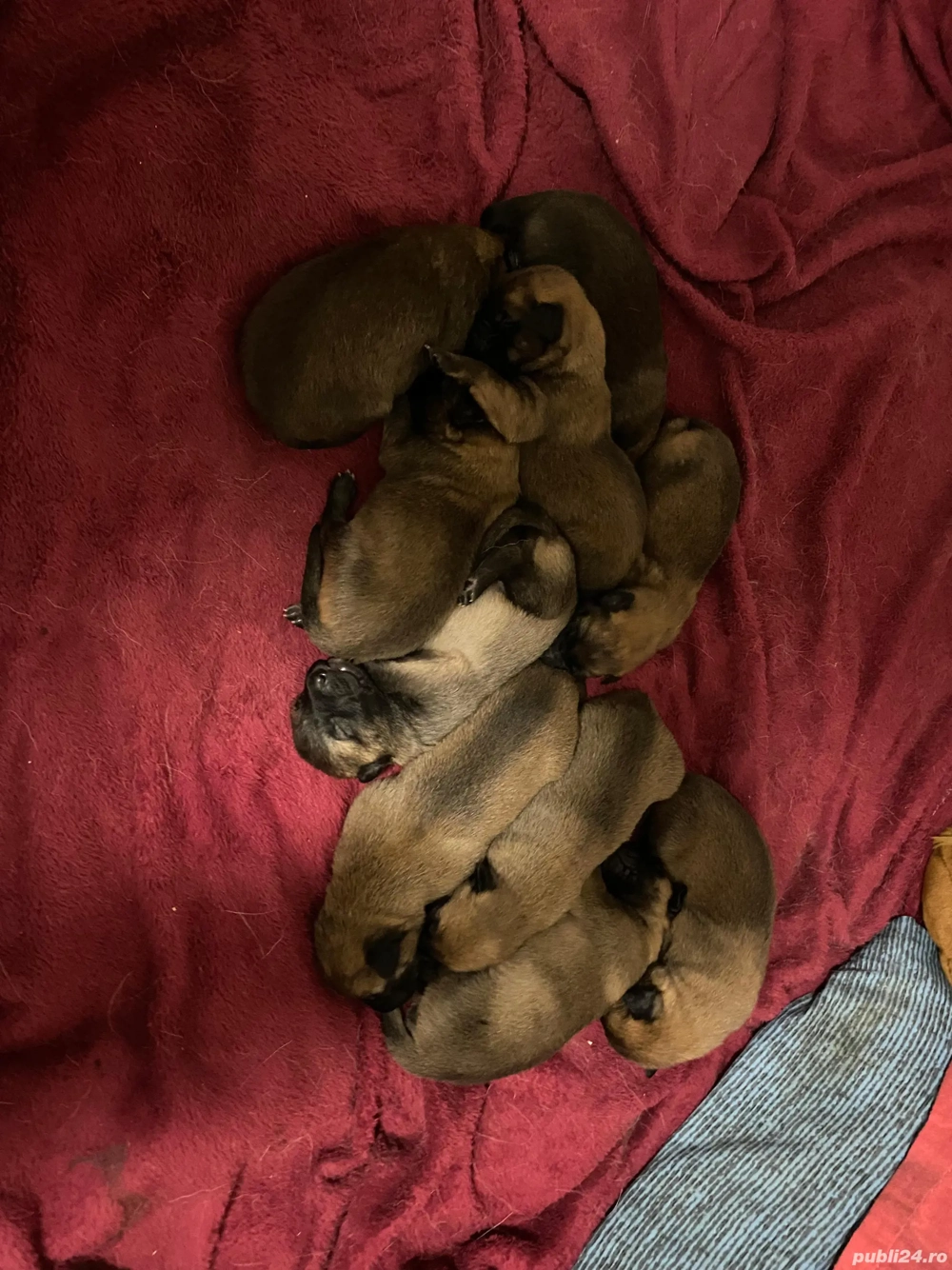 Căței Belgian Malinois caută proprietari responsabili