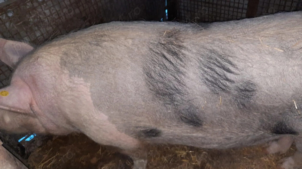 Vând porc pentru tăiat 