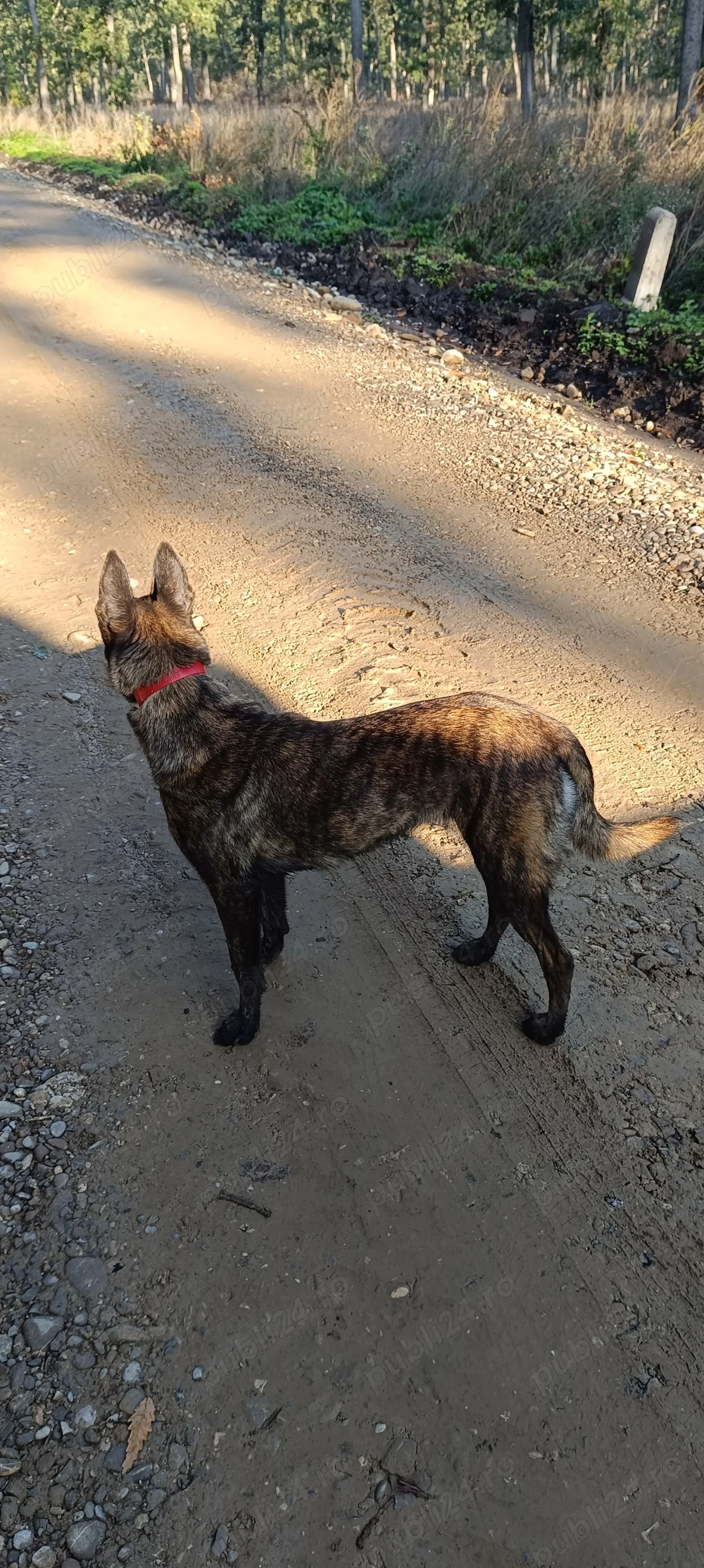 Ciobanesc Olandez ,ciobanesc Belgian 