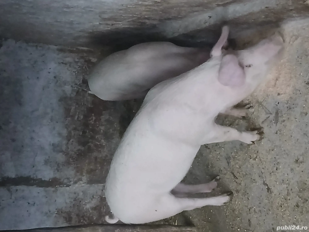 Vând 2 porci rasă de carne 
