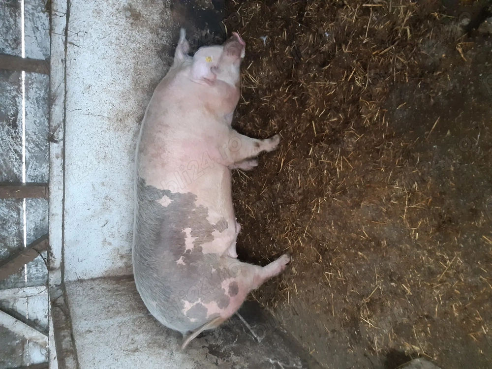 Porc de vânzare 