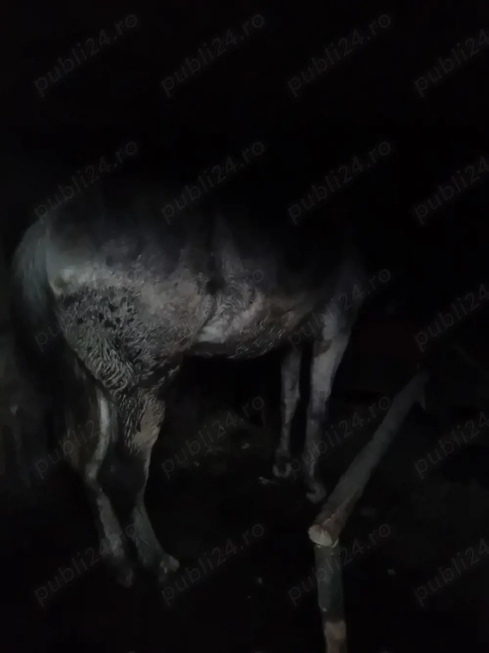 vand cal.de ham si purcei 