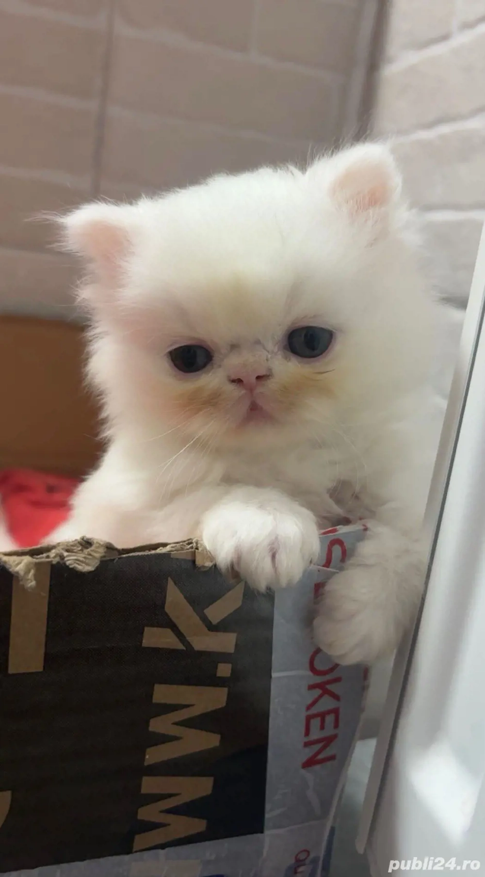 Motanel persan superb